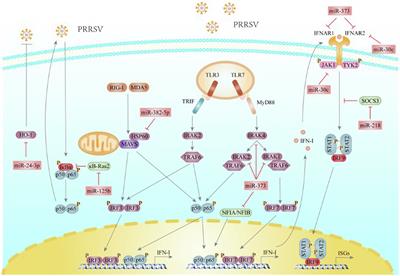 Porcine Reproductive and Respiratory Syndrome Virus Evades Antiviral Innate Immunity via MicroRNAs Regulation